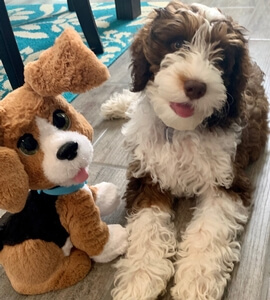 Southerndoodlin's Fynnagain